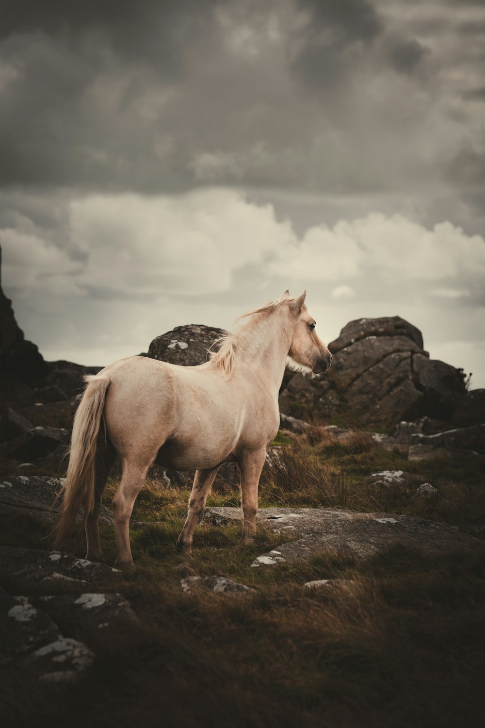 cavalo branco no campo verde da grama durante o dia