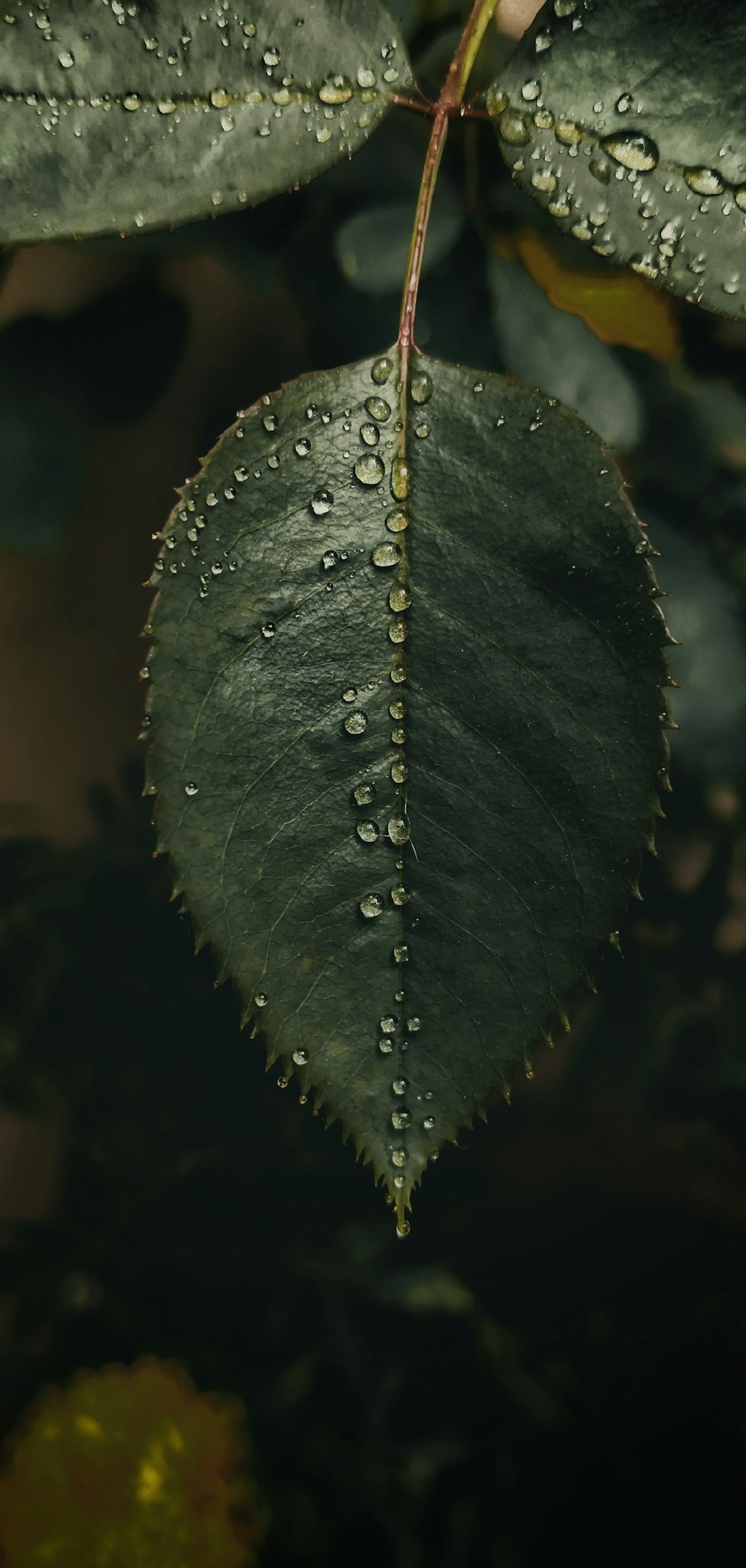 green leaf with water droplets