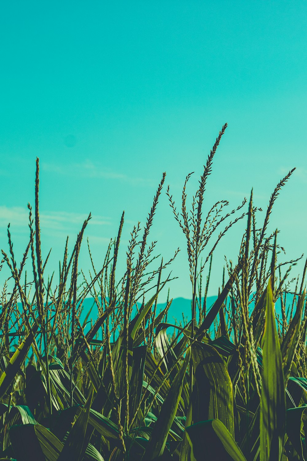 a field of tall grass with a blue sky in the background