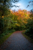 A winding forest path blanketed with vibrant red and orange leaves under soft afternoon light