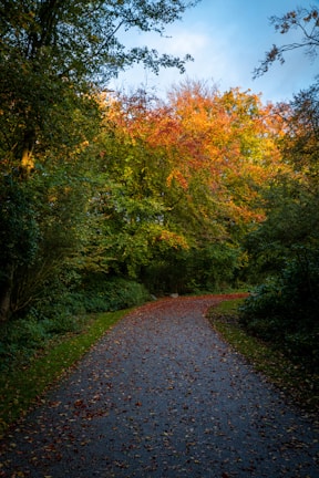 A winding forest path blanketed with vibrant red and orange leaves under soft afternoon light