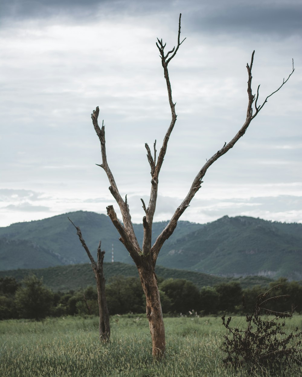 árbol desnudo en un campo de hierba verde durante el día