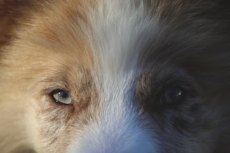 A close-up shot of a dog's face, highlighting its expressive eyes. The fur is a blend of white and brown, with a striking pattern down the center of the face.