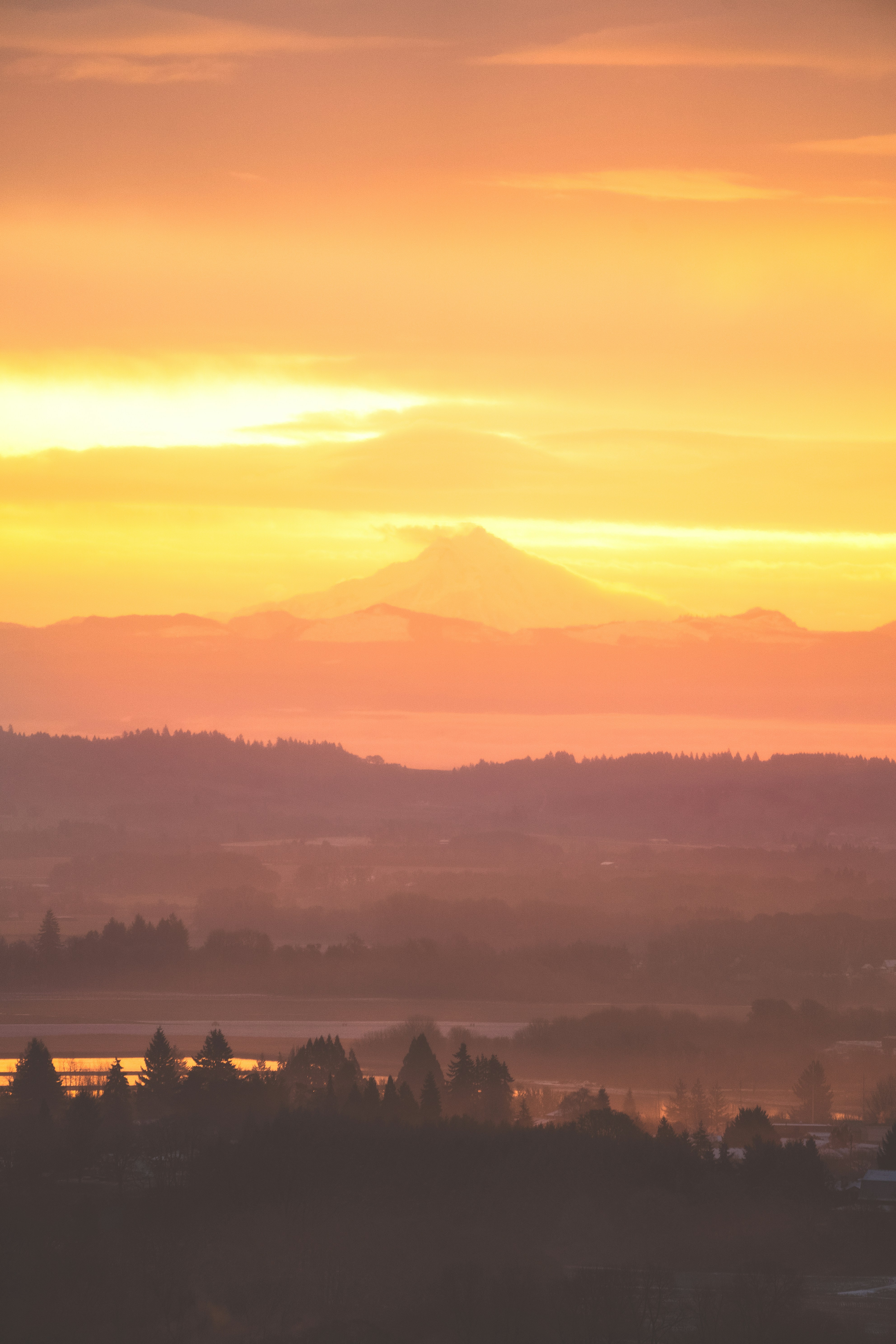 silhouette of trees during sunset