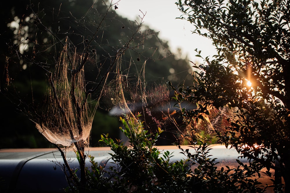 brown grass near body of water during daytime