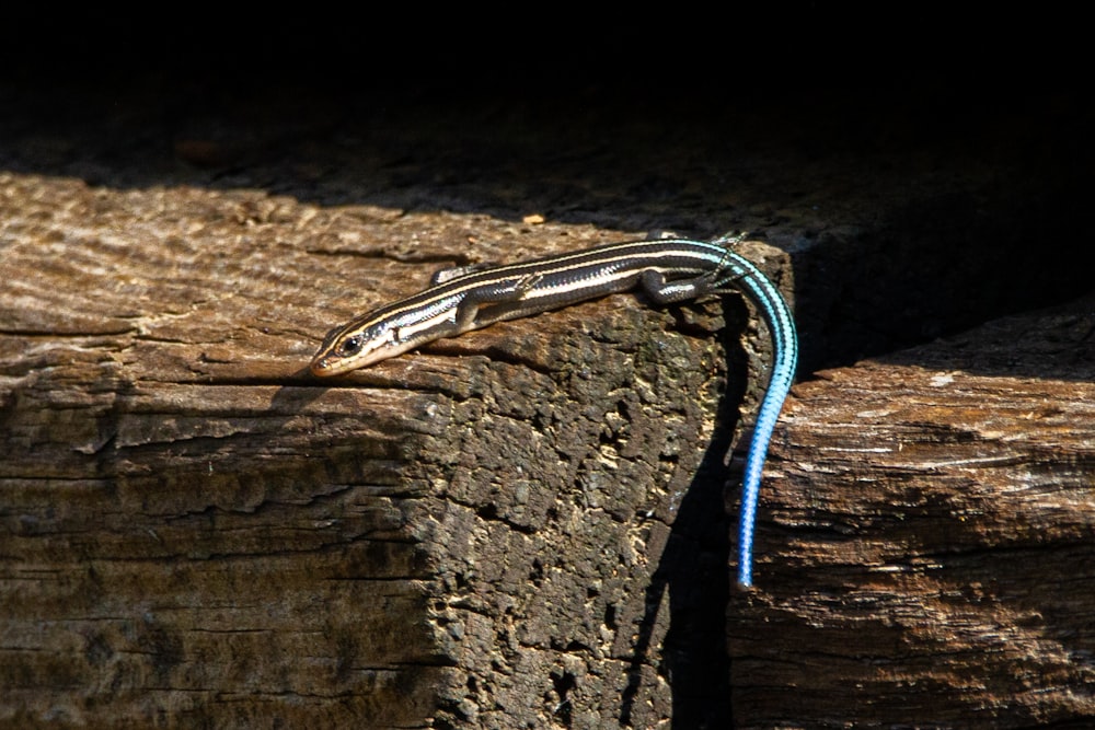 blue and silver steel strap