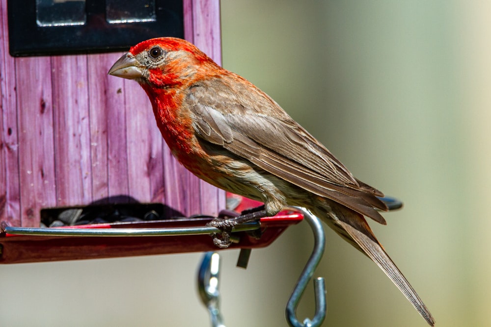 red and brown bird on gray metal bar