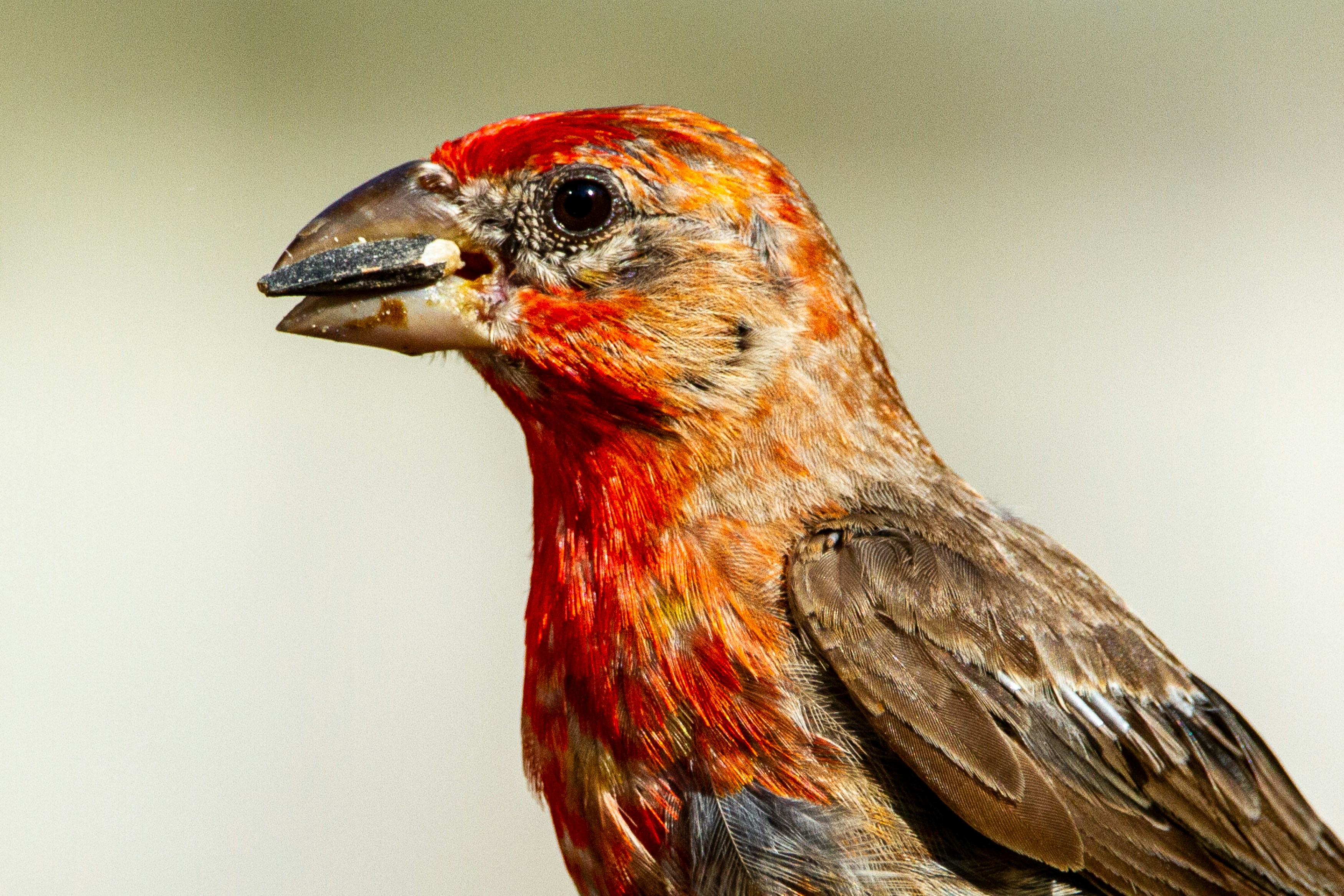 A close-up shot of a male house finch with a sunflower seed.