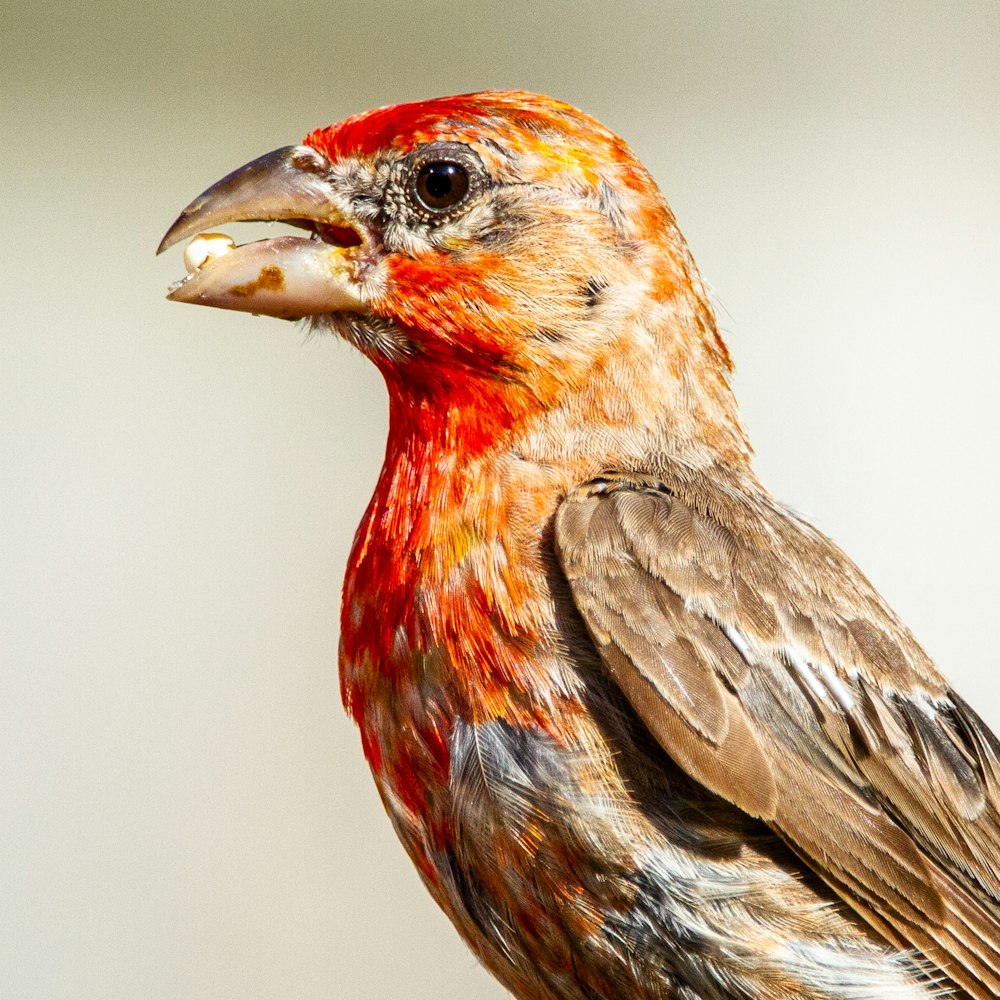 red and brown bird on white background