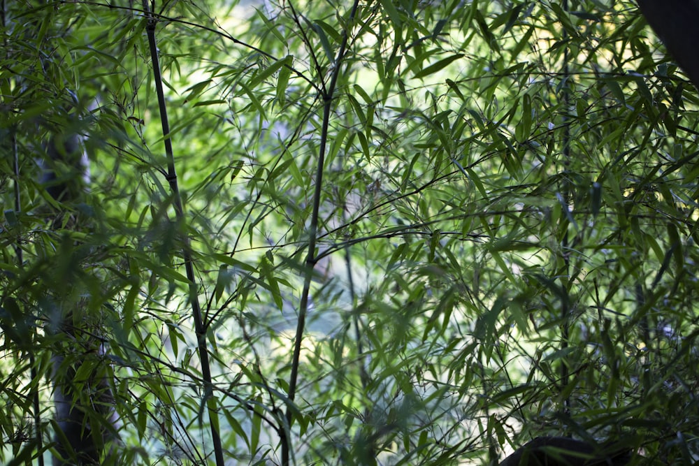 green leaves in close up photography