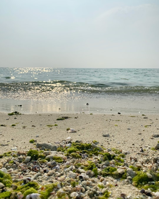 green moss on the shore during daytime in Kish Island Iran