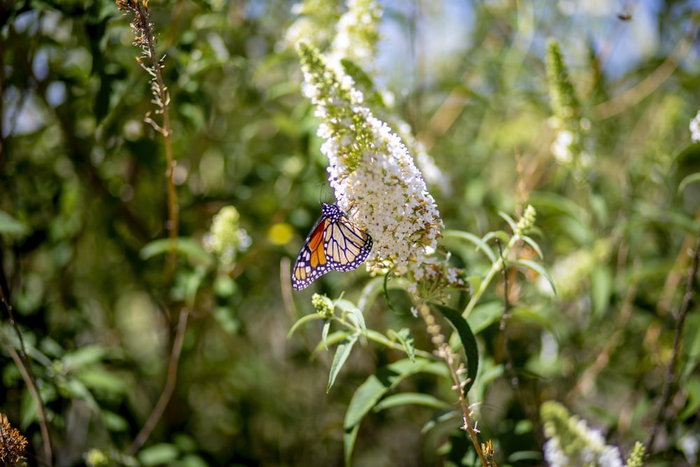 borboleta preta e branca empoleirada na flor branca durante o dia
