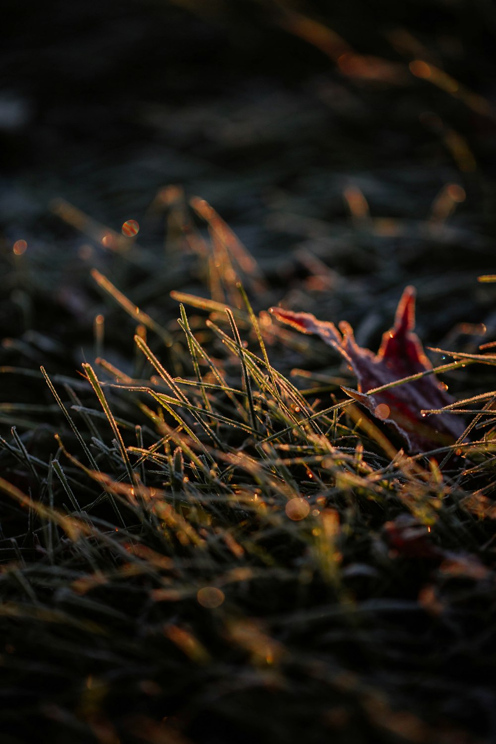 feuille rouge sur herbe brune