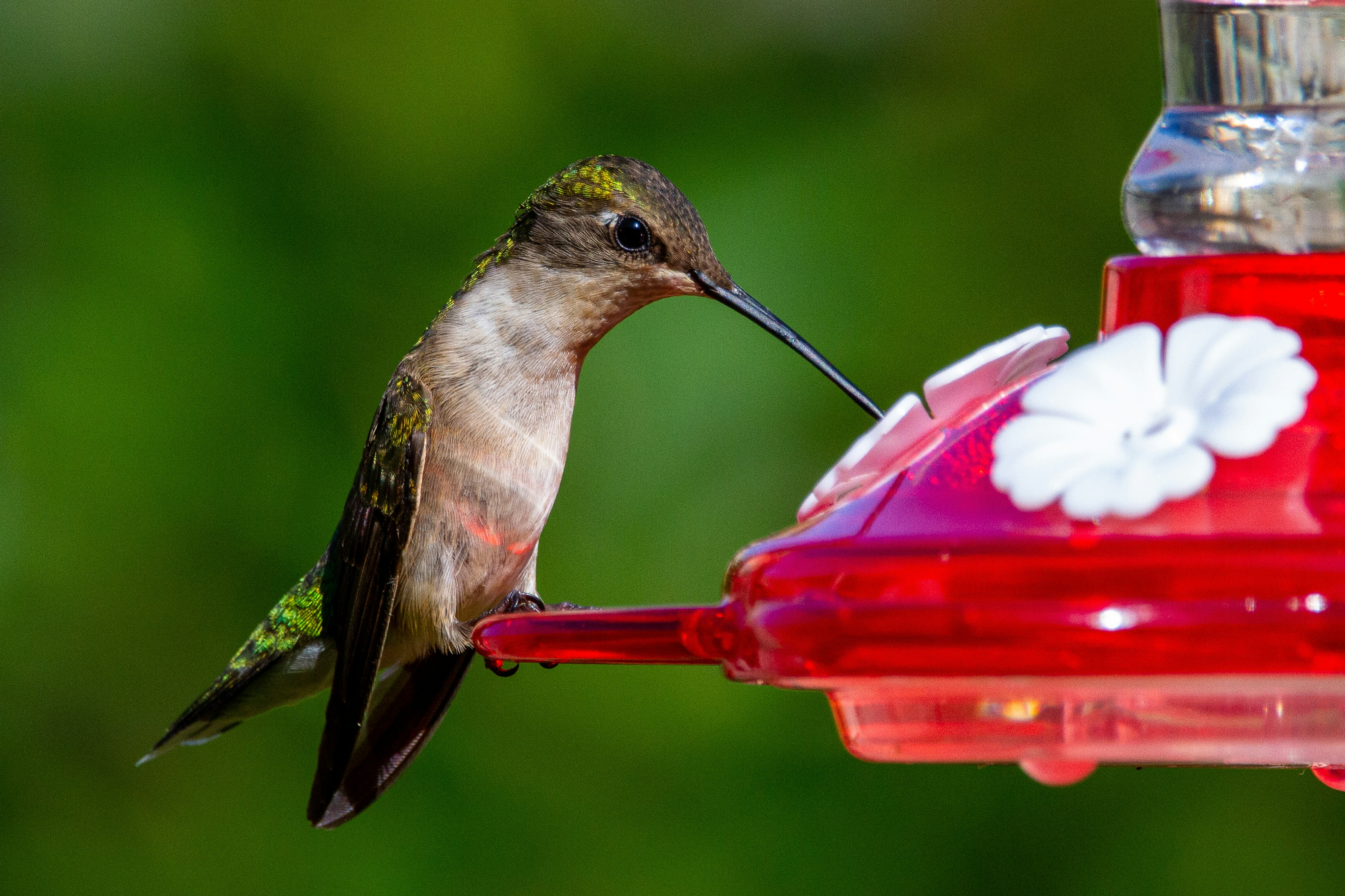 Seasonal hummingbird feeder cleaning schedule illustration