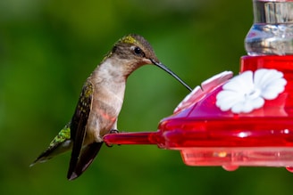 Close-up of a hummingbird feeding on the all-natural, organic granulated blend.