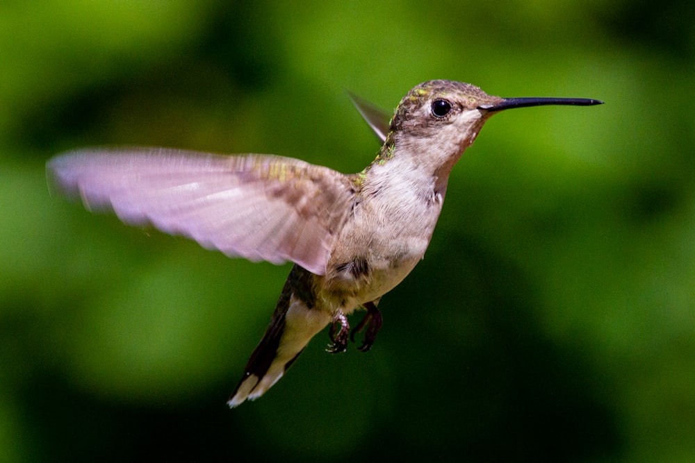 brown and white humming bird