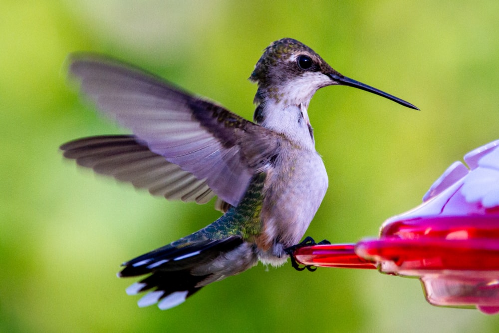 black and white humming bird flying during daytime