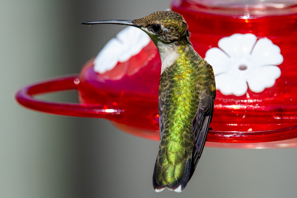 green and black bird on red and white plastic container