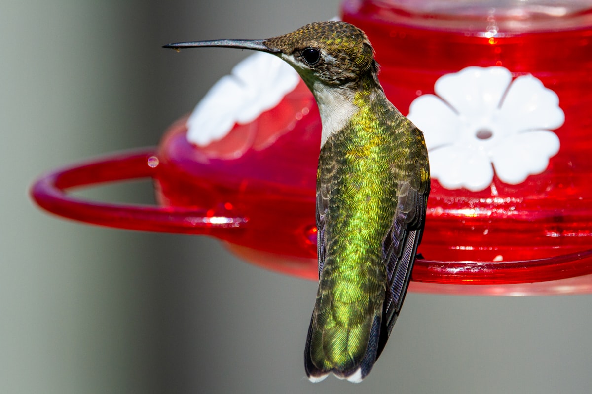 Bring Nature to Your Window With The Best Window Hummingbird Feeder