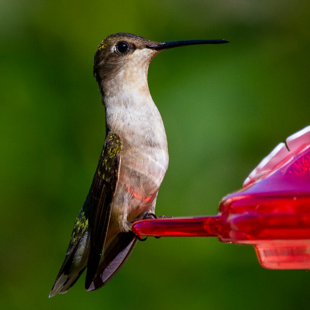 brown and white humming bird