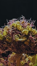 A bouquet consisting of dry, yellowish-green flowers and pinkish-purple strands against a dark background. The flowers have a rustic and textured appearance with some petals beginning to fade. The stems are visibly gathered and wrapped at the base.