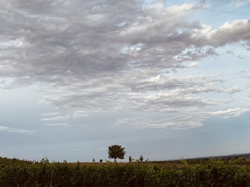 campo di erba verde sotto nuvole bianche e cielo blu durante il giorno