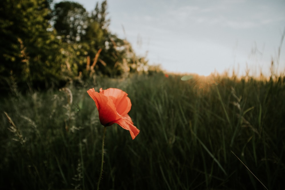 red flower in the middle of green grass field