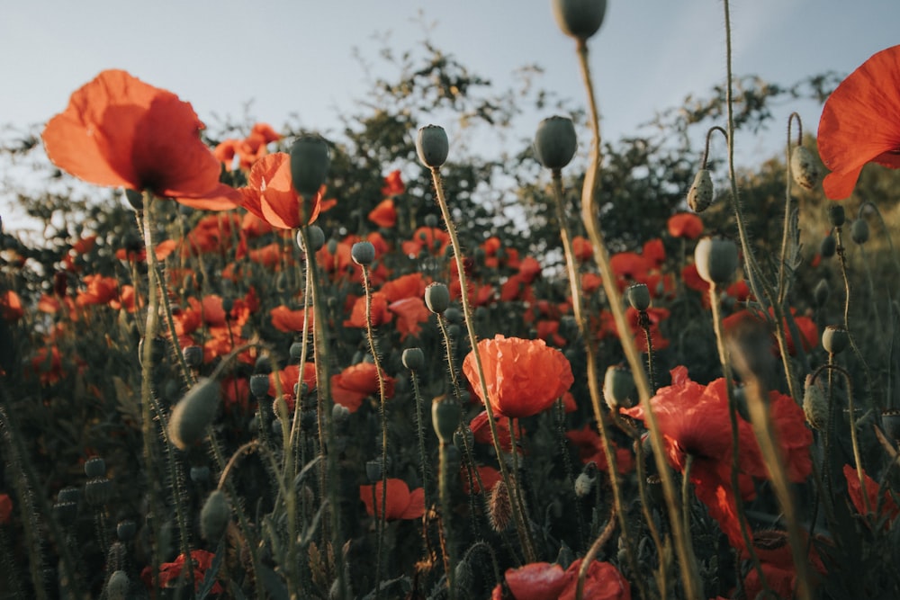 red flowers with green leaves during daytime