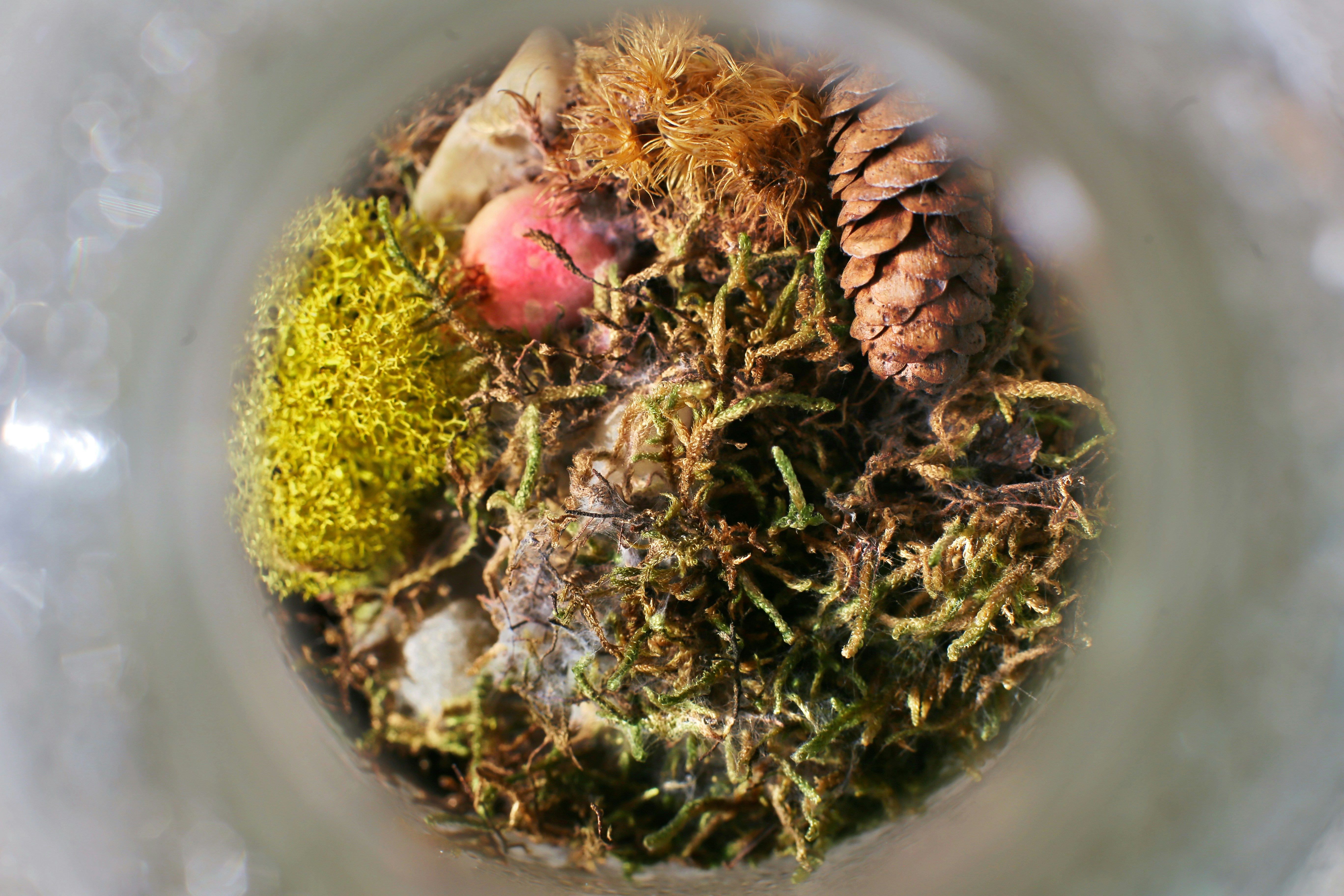 Preserved moss wholesale products displayed in various containers