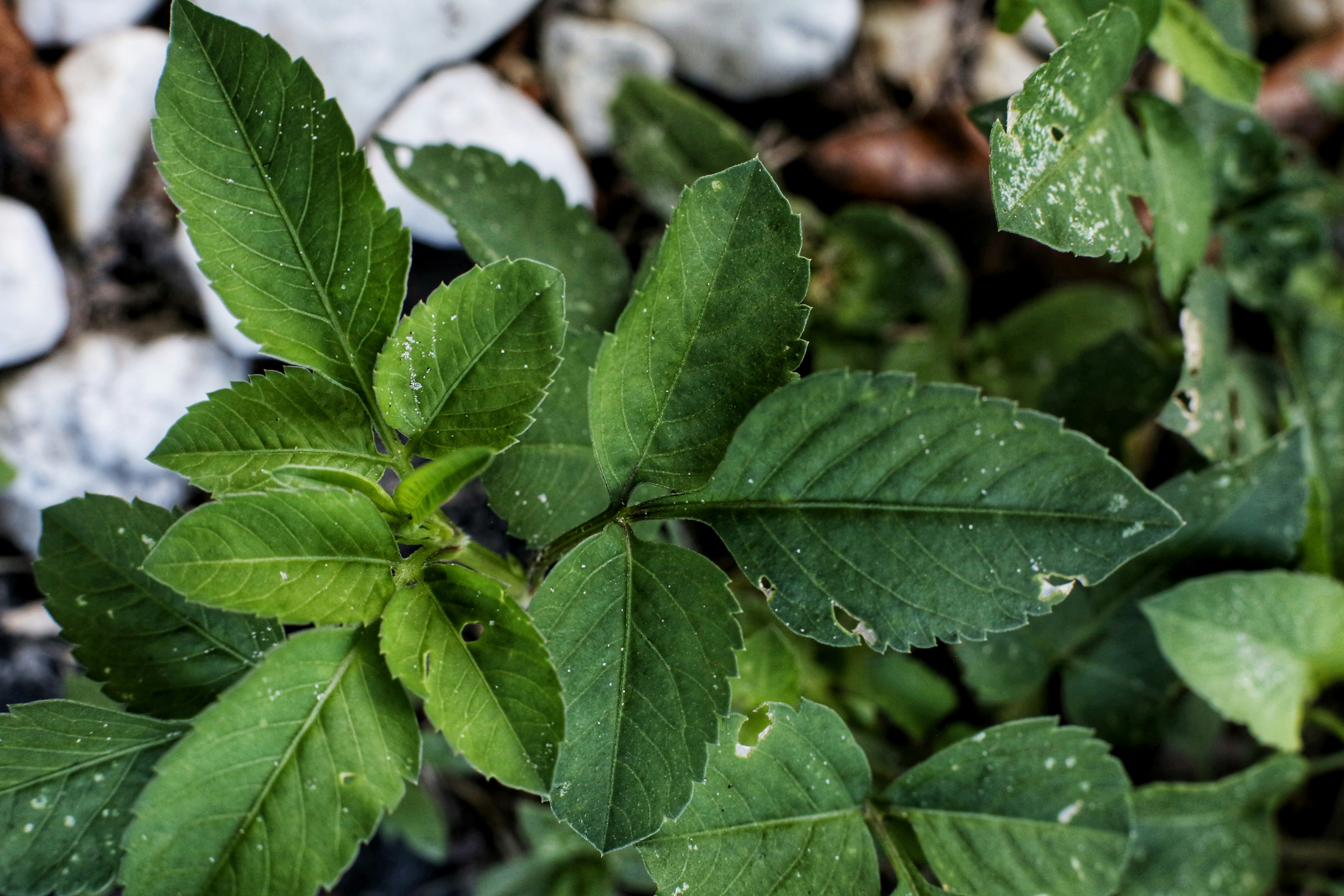 Photo by marcusurbenz