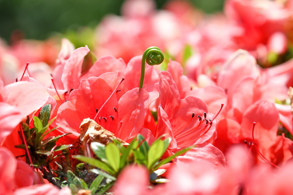 pink flowers with green leaves