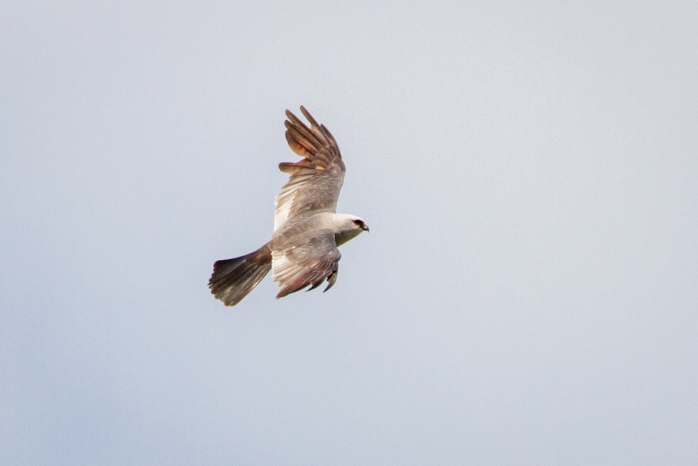 uccello bianco e marrone che vola