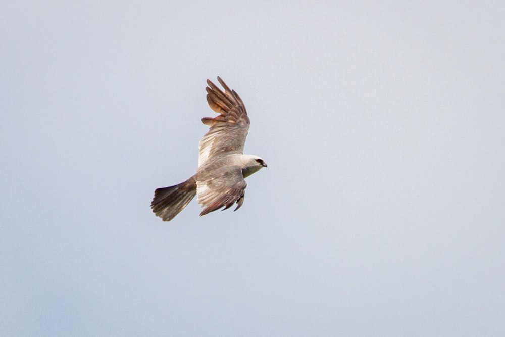 white and brown bird flying