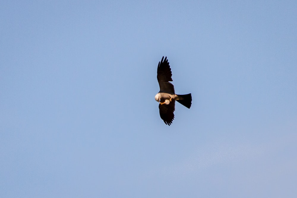 pássaro preto e branco voando sob o céu azul durante o dia