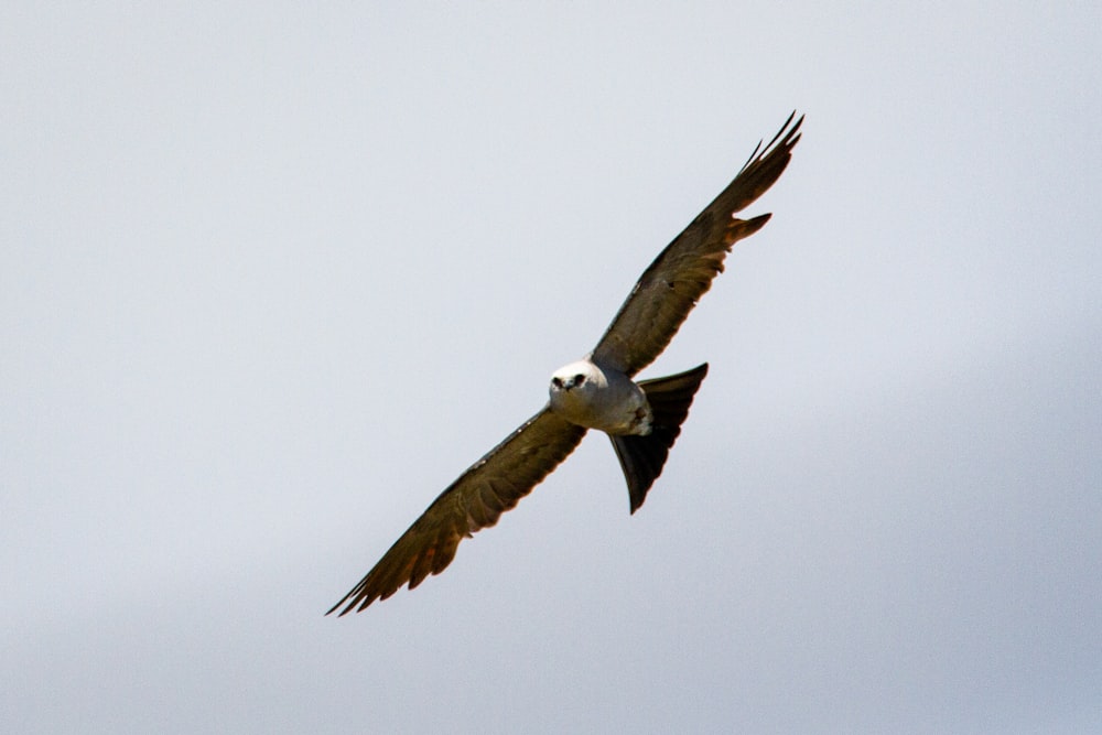 Un pájaro blanco y negro volando en el cielo