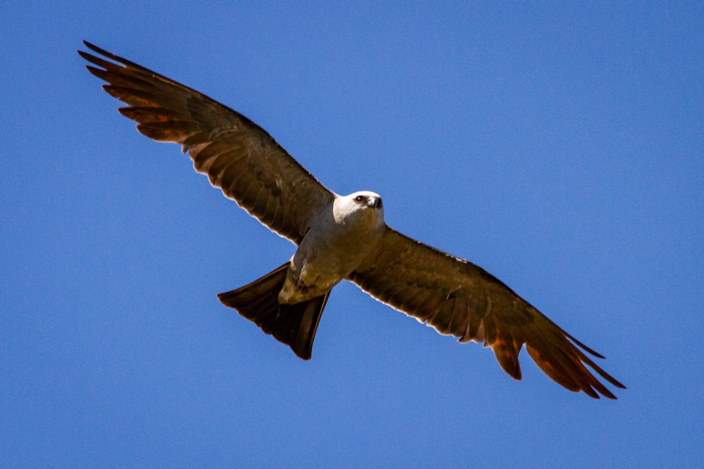 Uccello marrone e bianco che vola durante il giorno