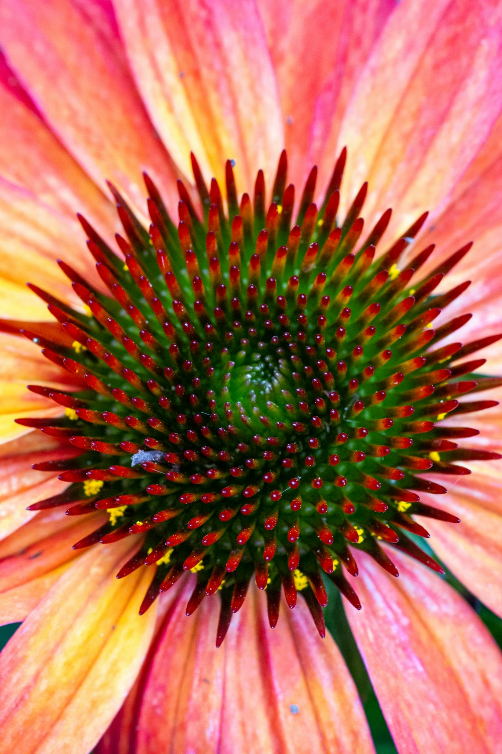 Gelbe und rote Blume in der Makrofotografie