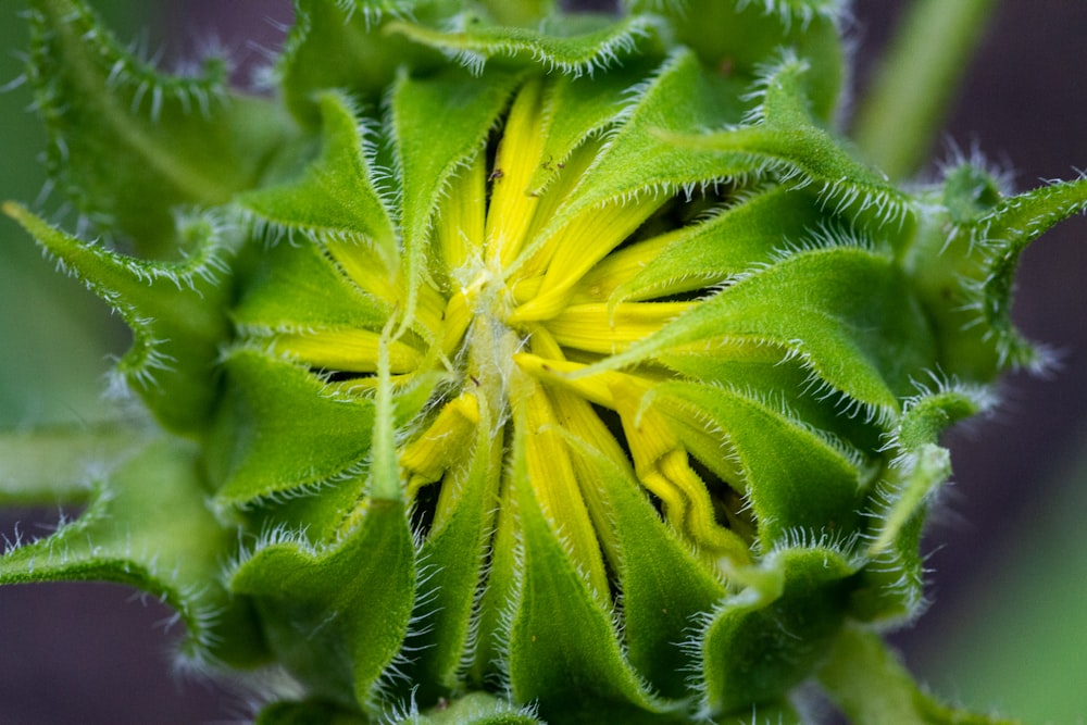 green plant in close up photography