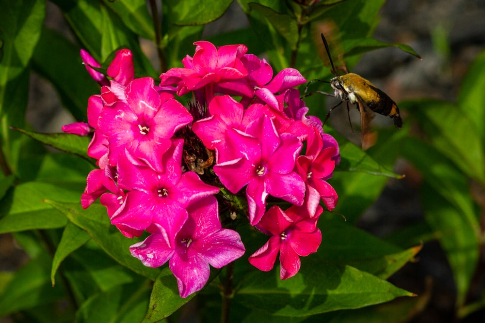 pink flowers with green leaves