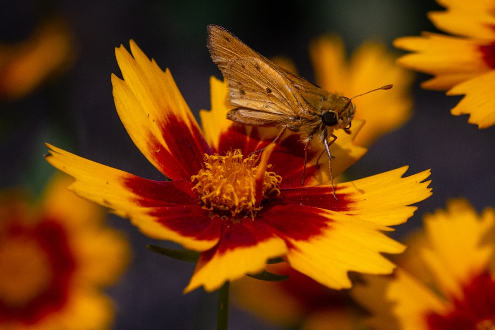mariposa marrom na flor amarela e vermelha