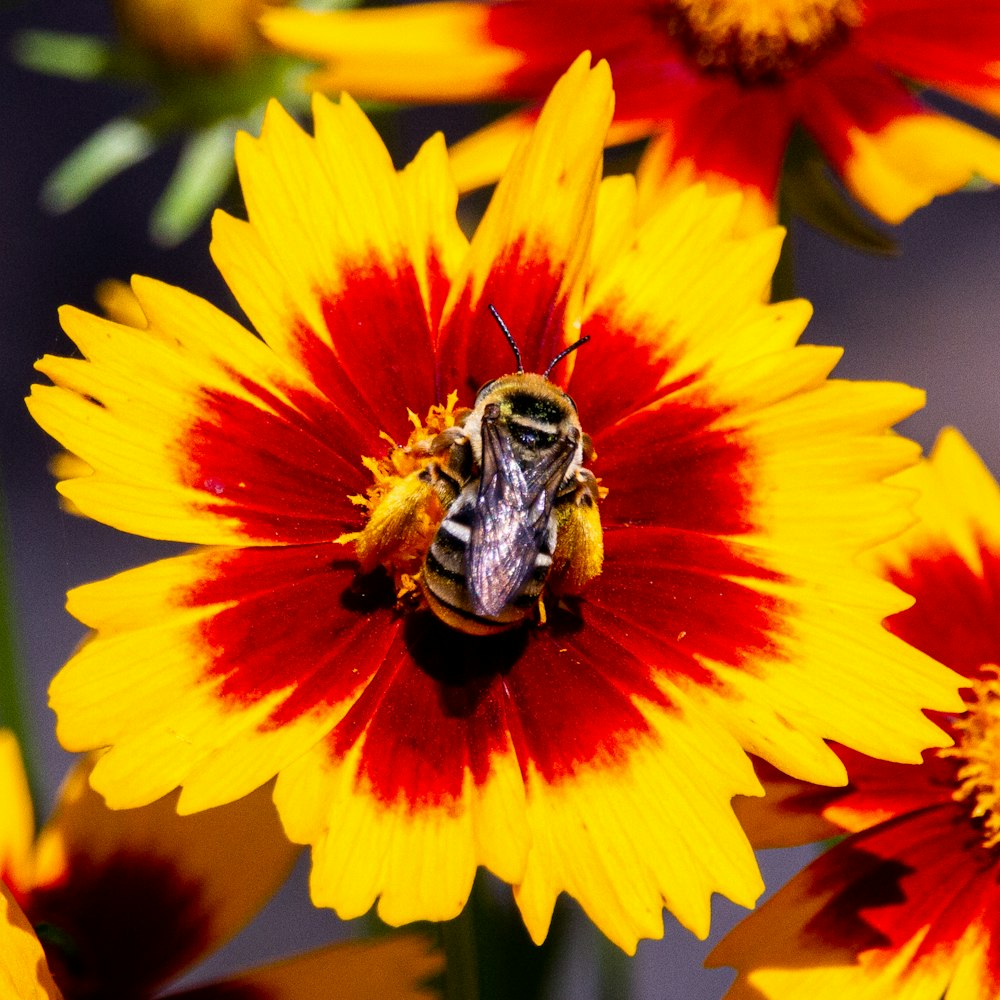 노란색과 빨간색 꽃에 노란색과 검은 색 꿀벌