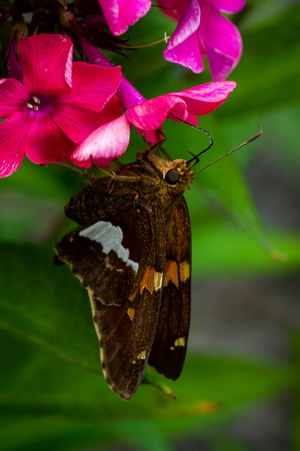 brown and black butterfly perched on pink flower