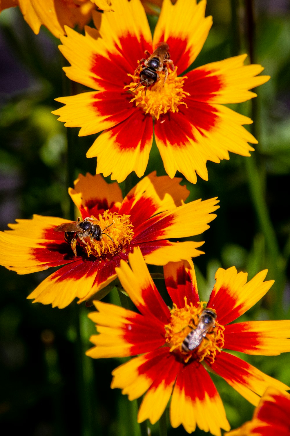 Gelbe und rote Blume in der Makroobjektivfotografie