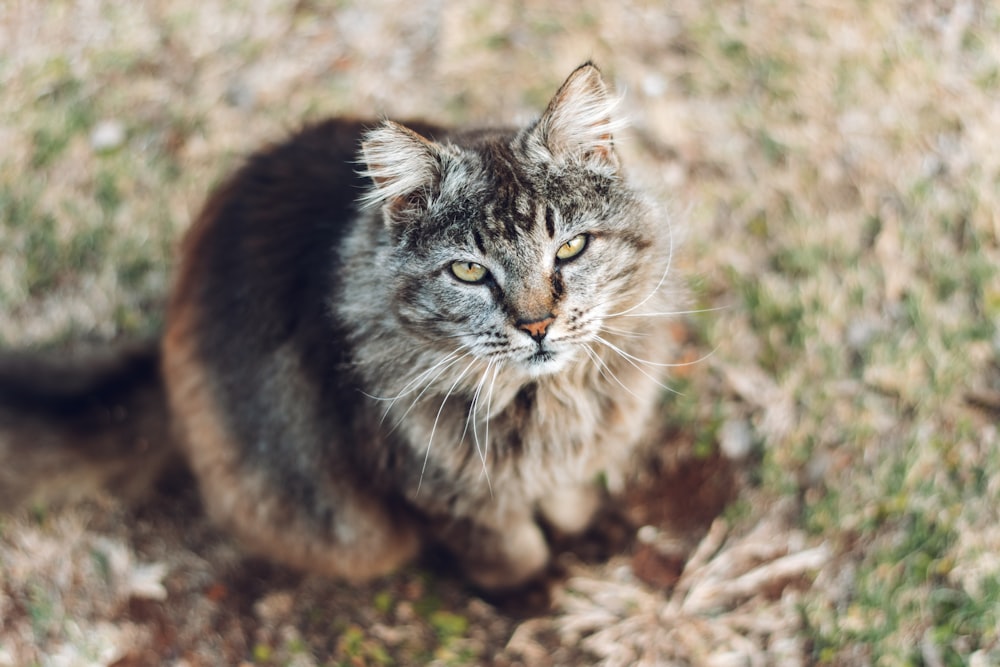 brown tabby cat on brown ground