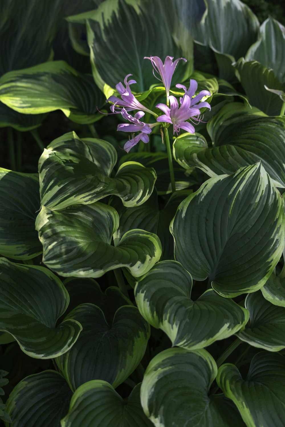 flores moradas y blancas con hojas verdes