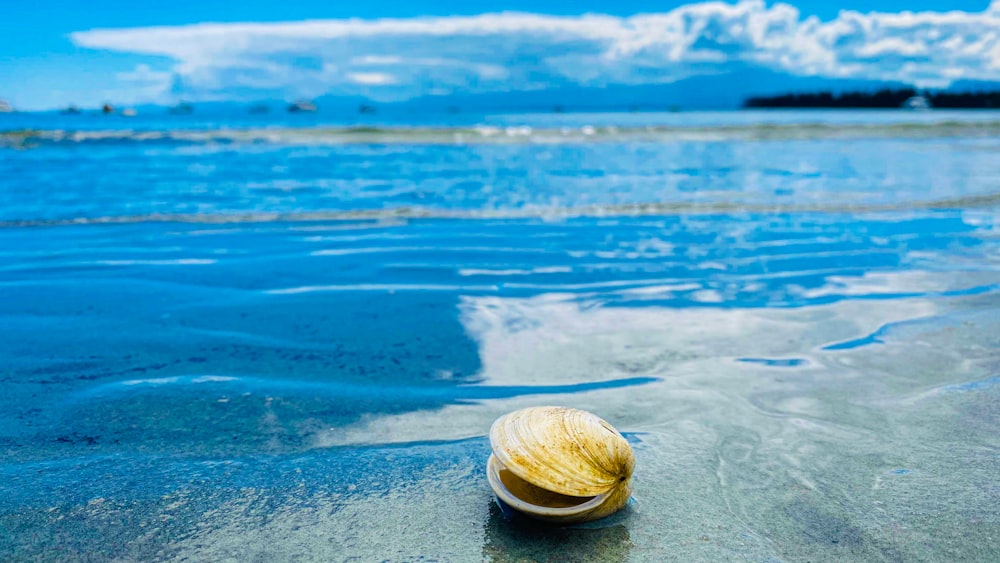 日中の白い砂浜に茶色とベージュの貝殻