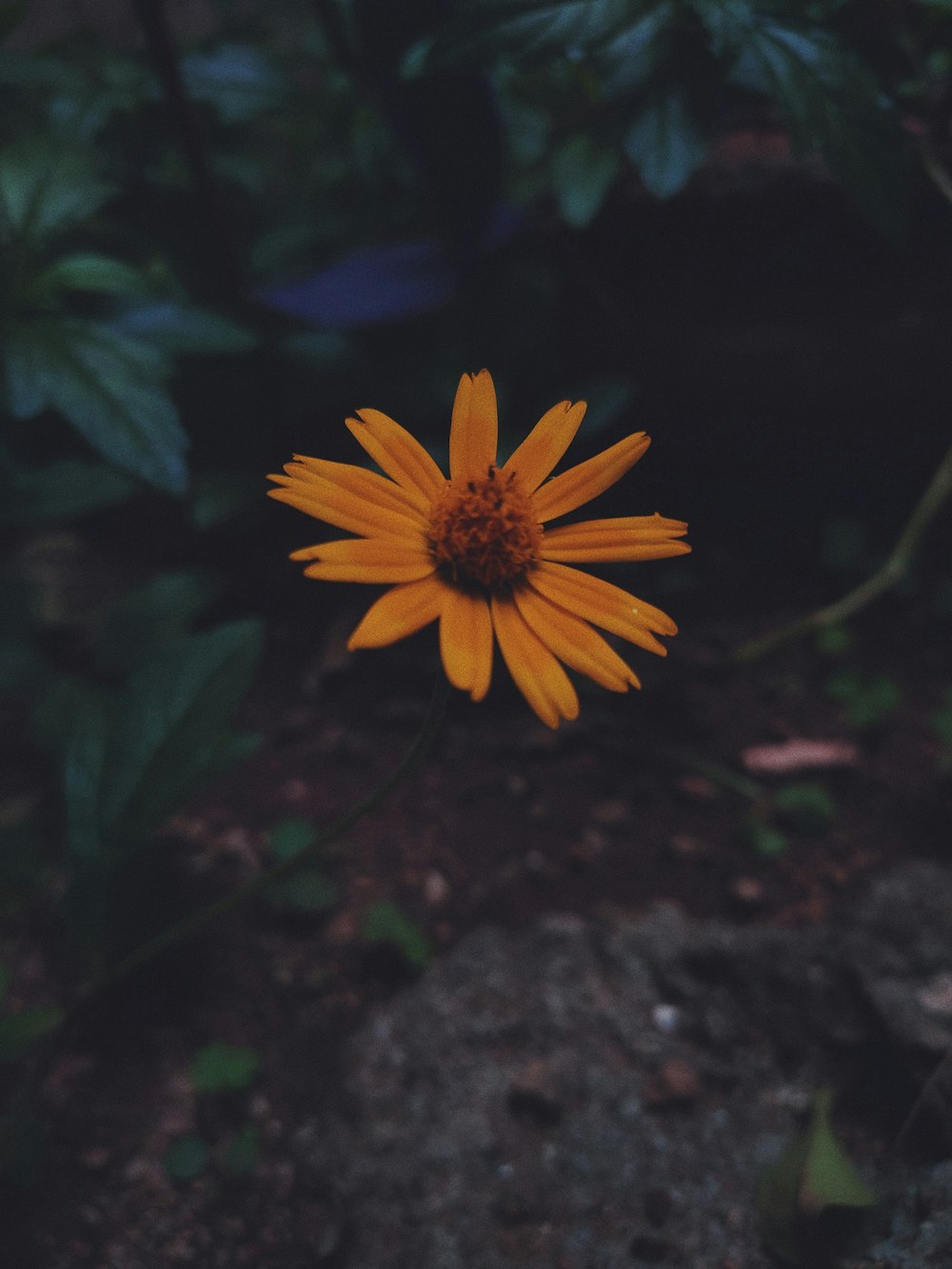 yellow flower in tilt shift lens