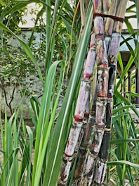Tall stalks of sugarcane are shown with multiple segments and shades of green and purplish-red hues. The surrounding area features lush green leaves and a backdrop of a garden or outdoor space with a wall visible.