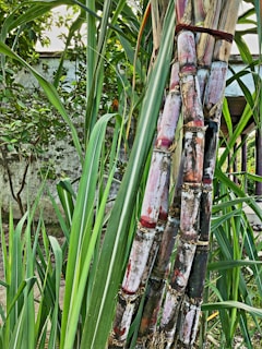 Tall stalks of sugarcane are shown with multiple segments and shades of green and purplish-red hues. The surrounding area features lush green leaves and a backdrop of a garden or outdoor space with a wall visible.