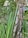 Tall stalks of sugarcane are shown with multiple segments and shades of green and purplish-red hues. The surrounding area features lush green leaves and a backdrop of a garden or outdoor space with a wall visible.
